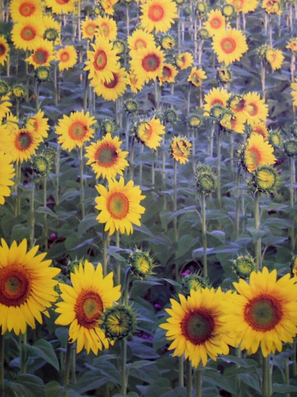 Geschenkpapier Bogen Sonnenblume, 50x70cm, VE 250 Bögen